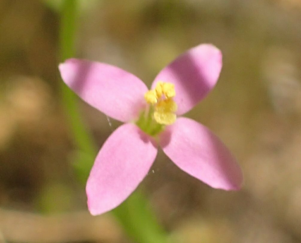 High Resolution Angiospermae(Dv) sp170 Flower